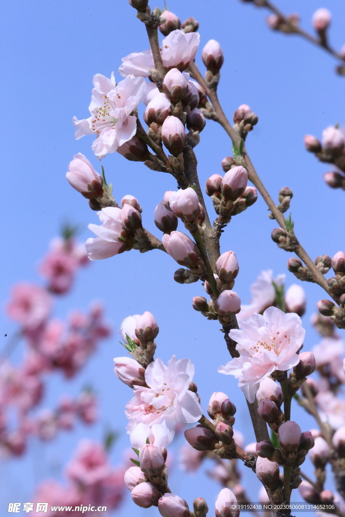 碧桃花 