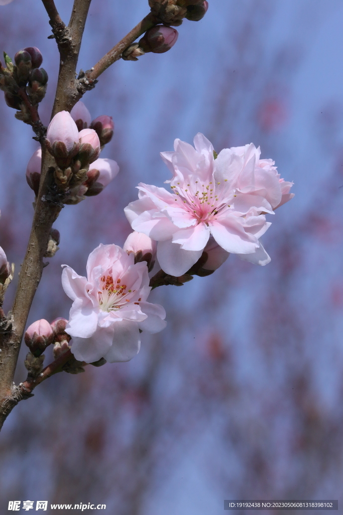 碧桃花 