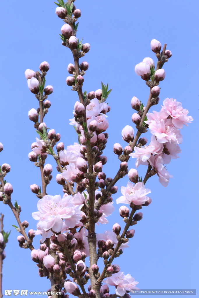 碧桃花 