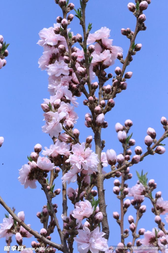 碧桃花 