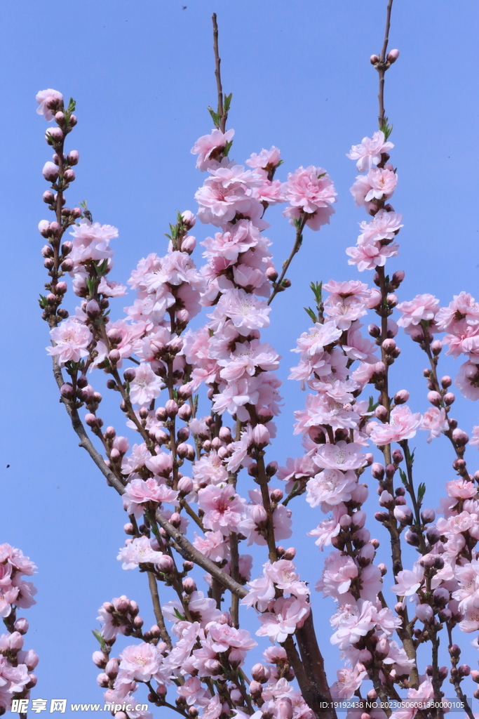 碧桃花
