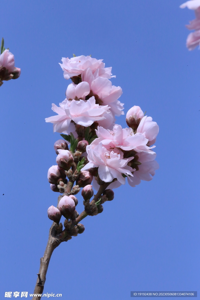 碧桃花 