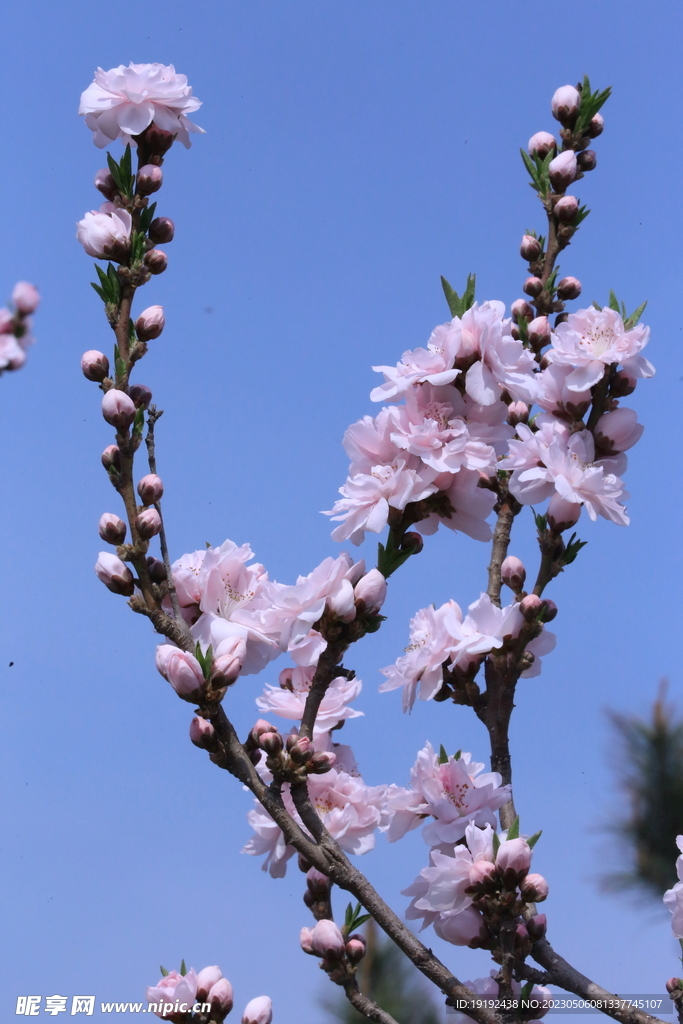 碧桃花