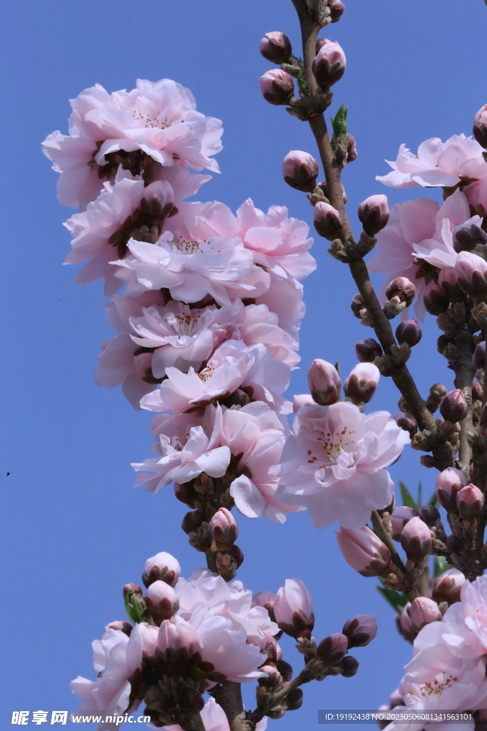 碧桃花 