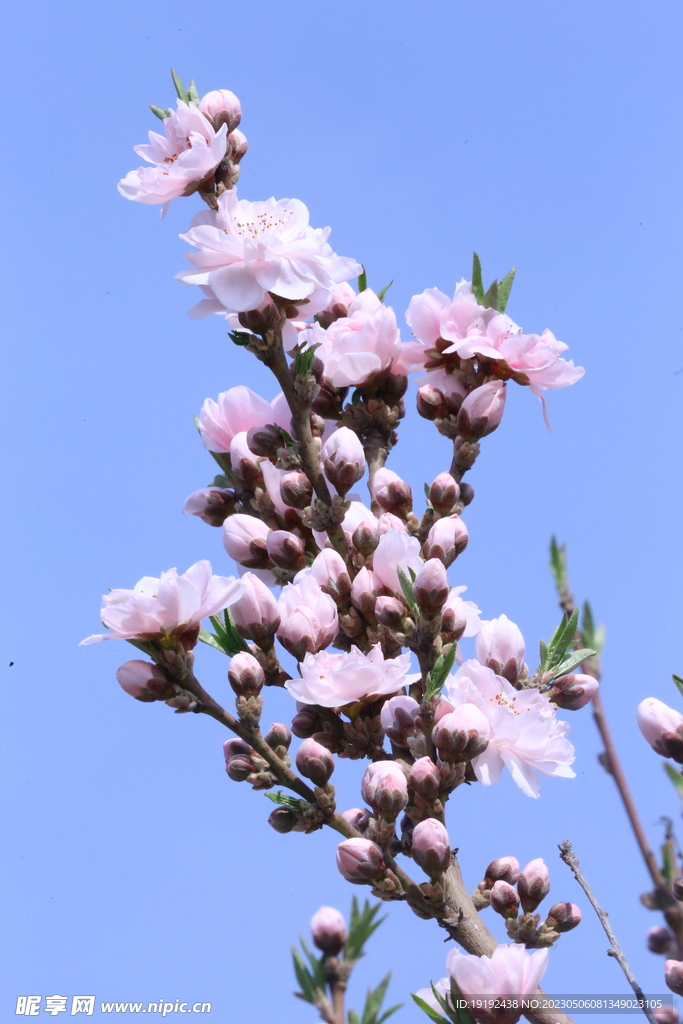 碧桃花