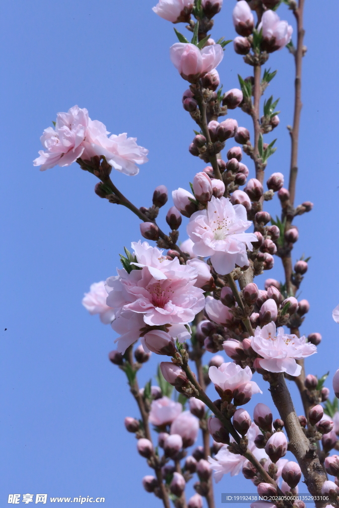 碧桃花
