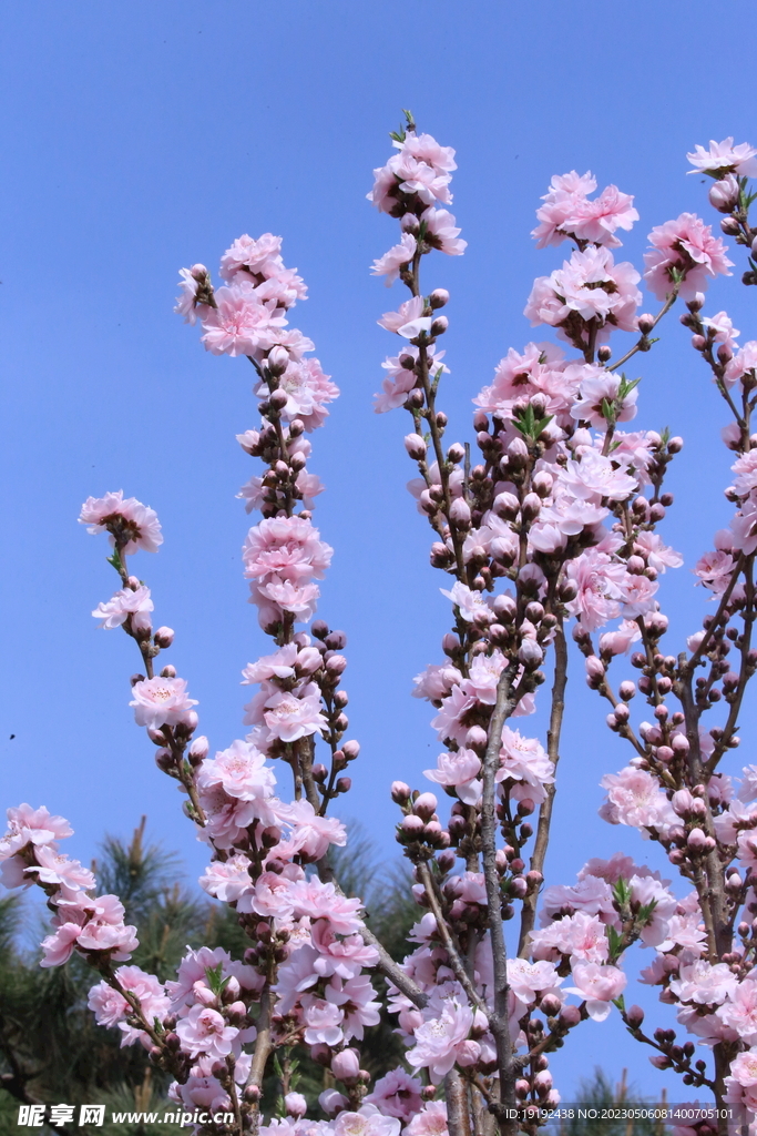 碧桃花