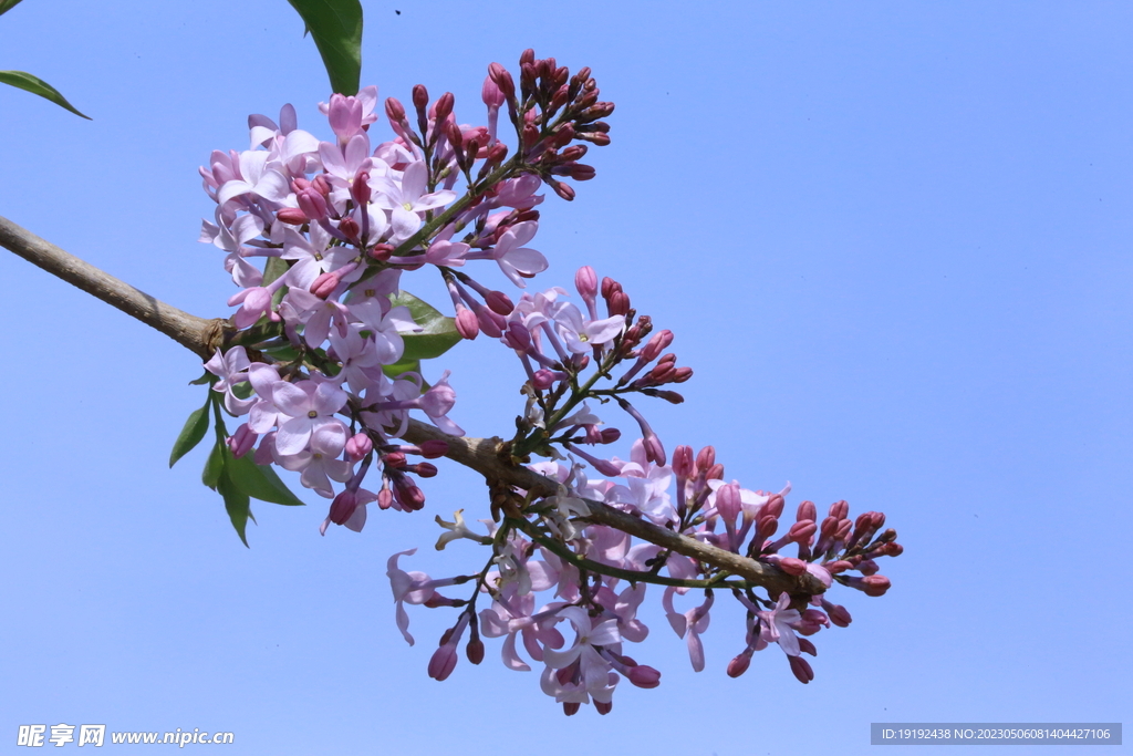 丁香花 