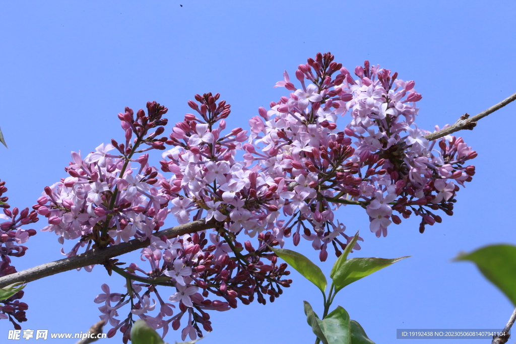 丁香花 