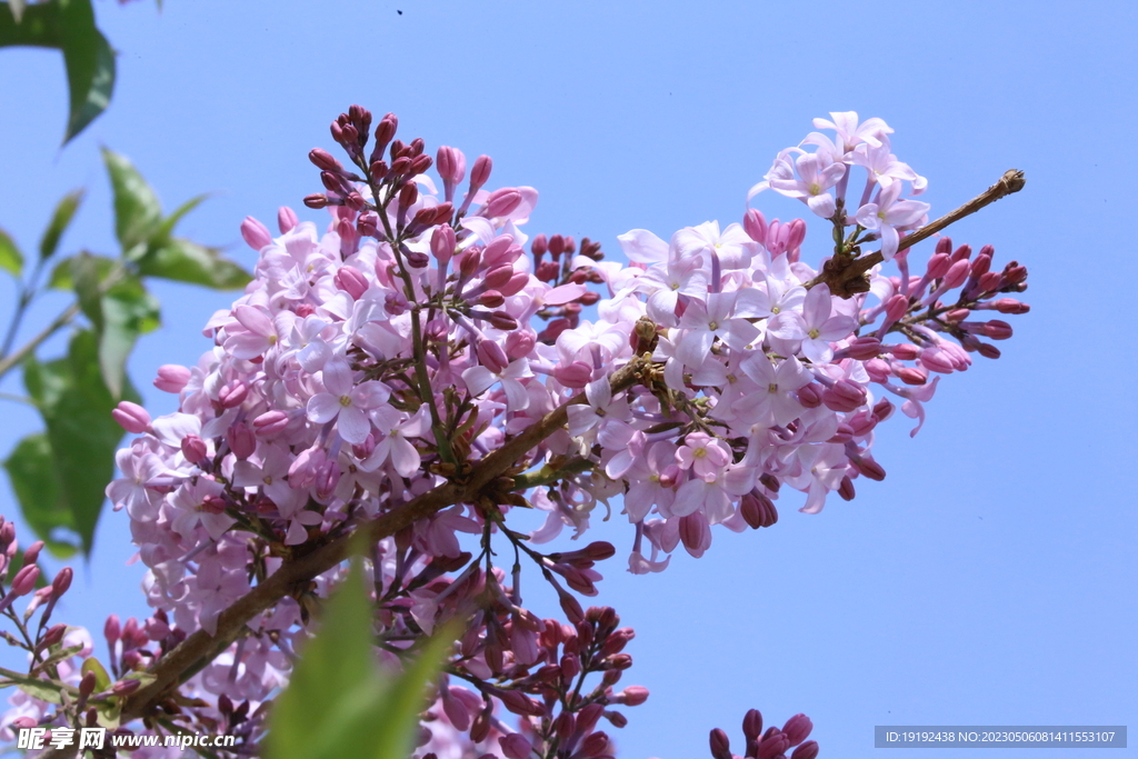 丁香花