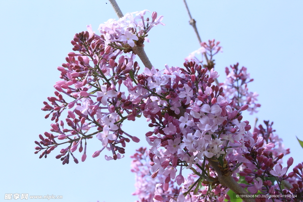 丁香花 