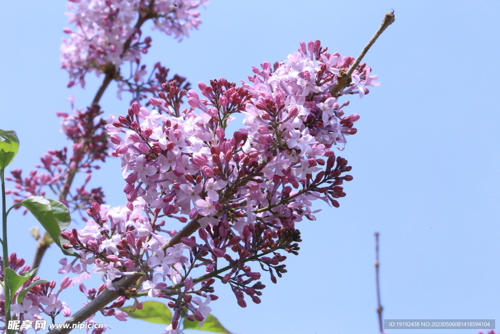 丁香花 