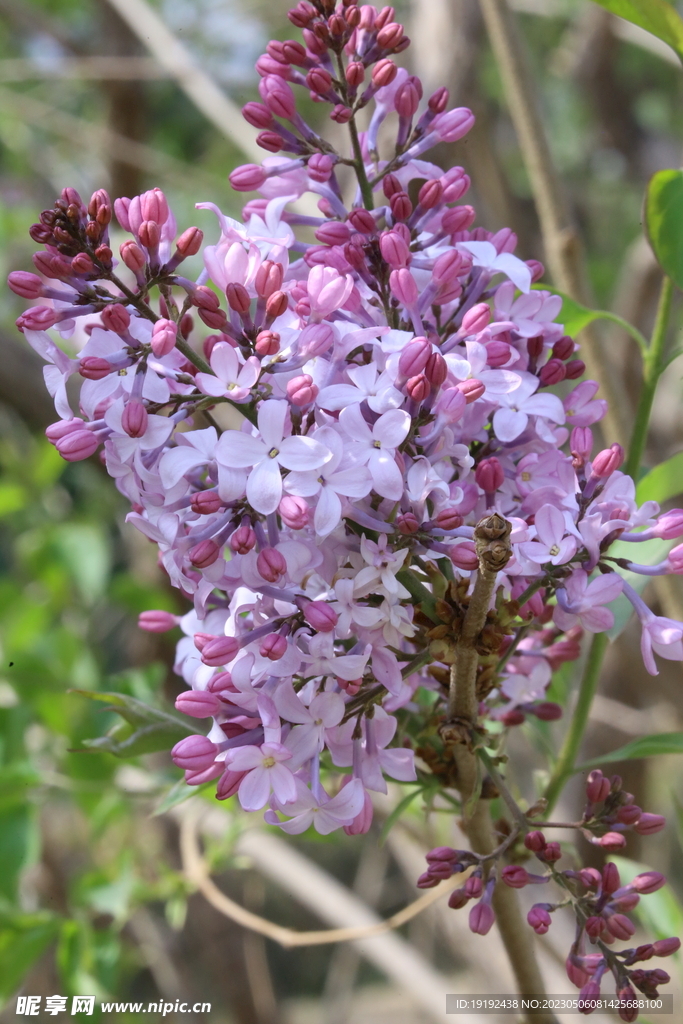 丁香花 