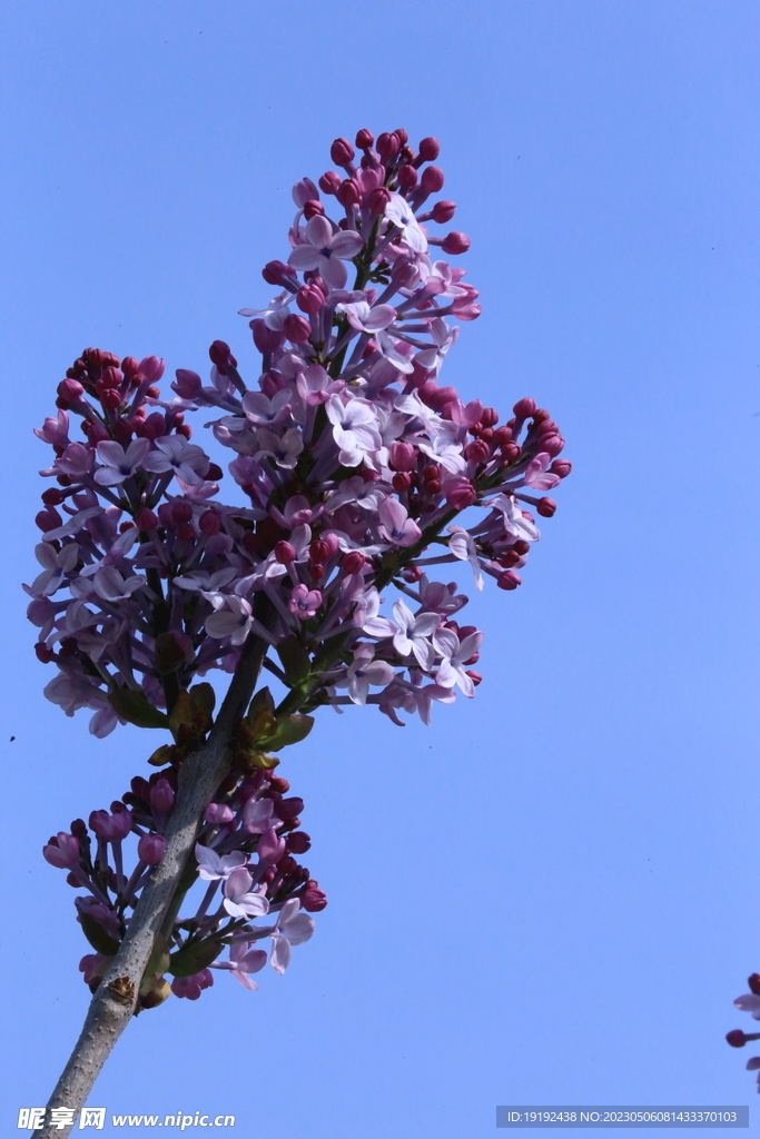 丁香花  