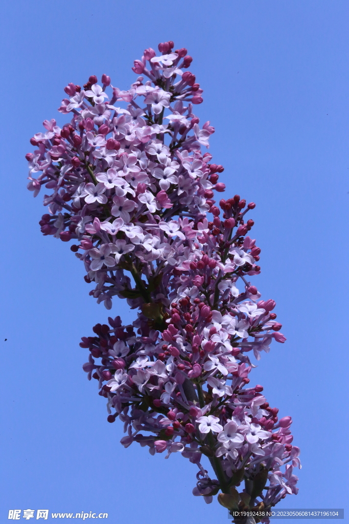 丁香花 