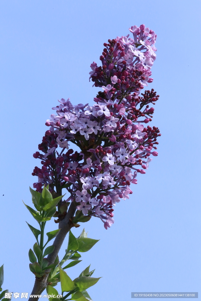 丁香花 