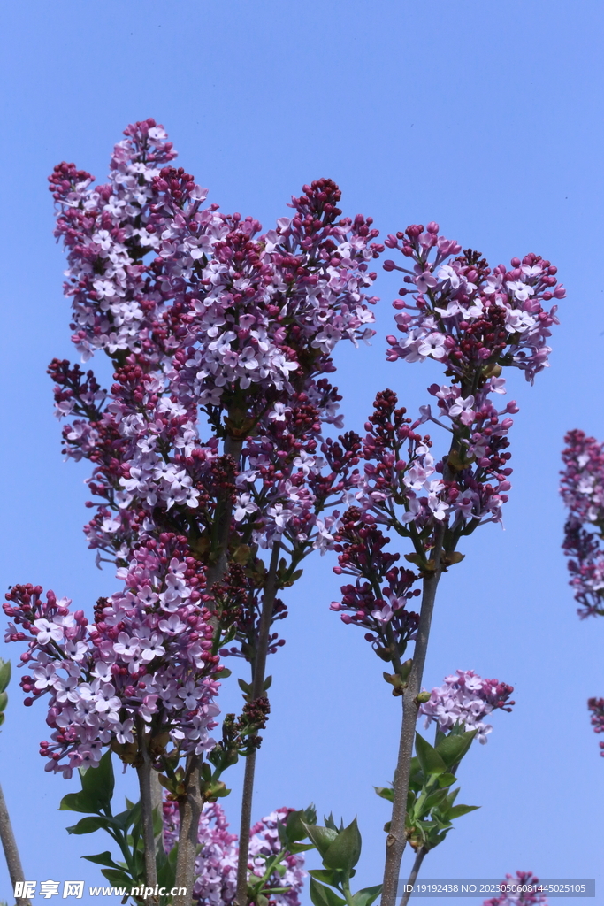 丁香花  