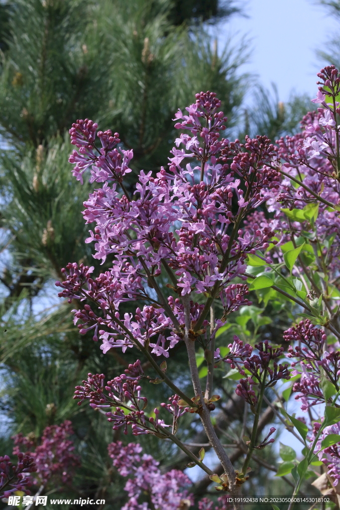 丁香花 