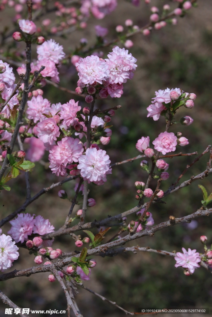 碧桃花