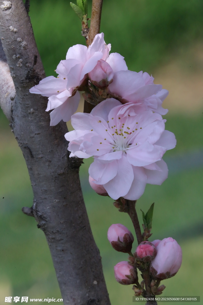 碧桃花 