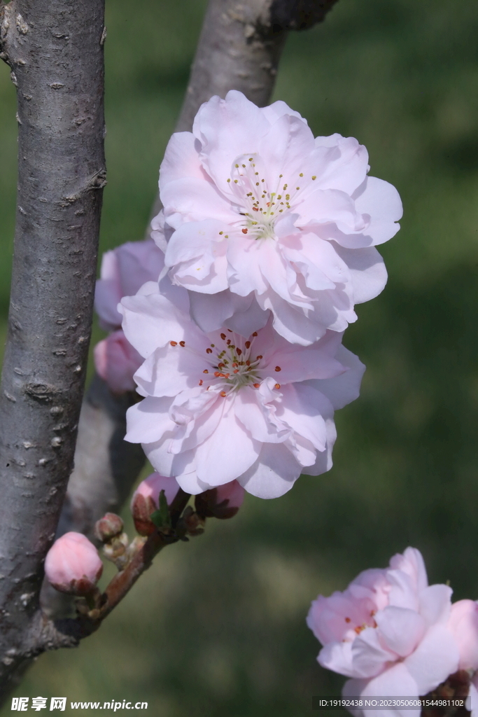碧桃花