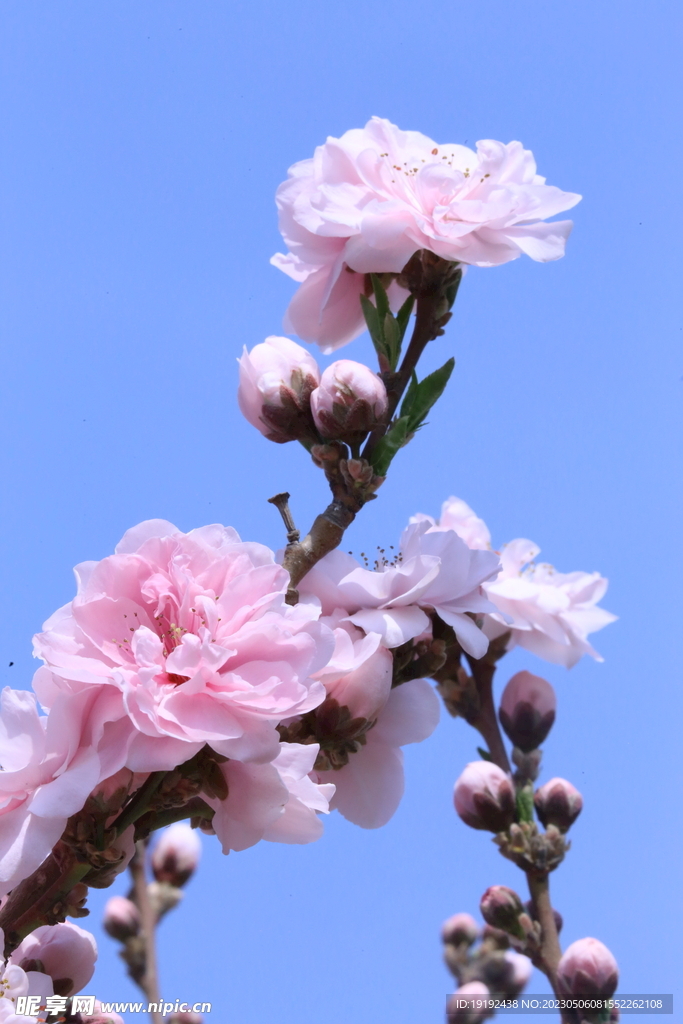 碧桃花