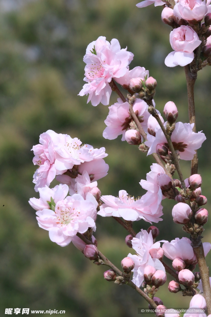 碧桃花 