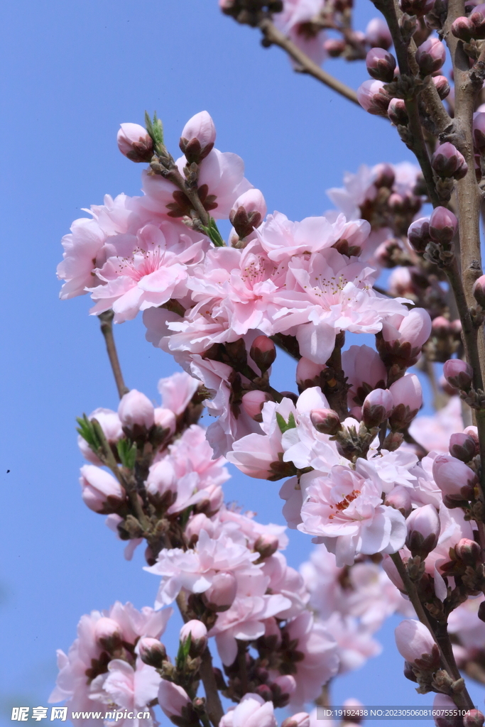碧桃花