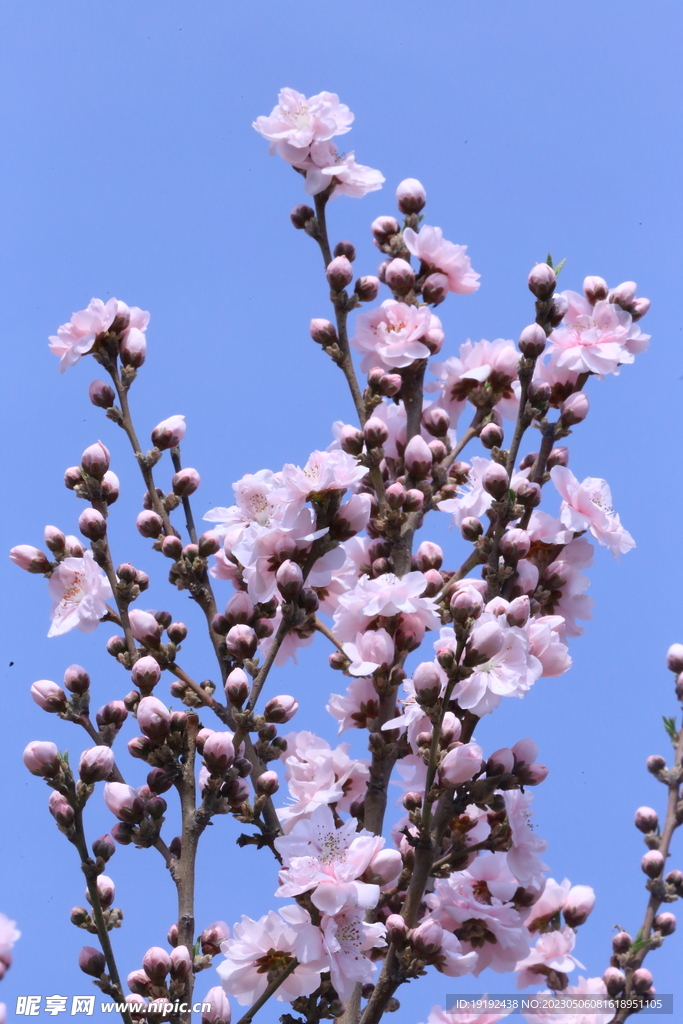 碧桃花