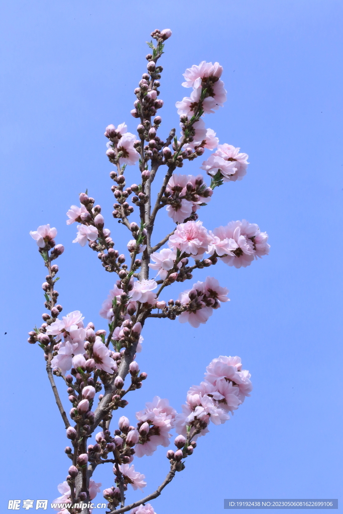碧桃花