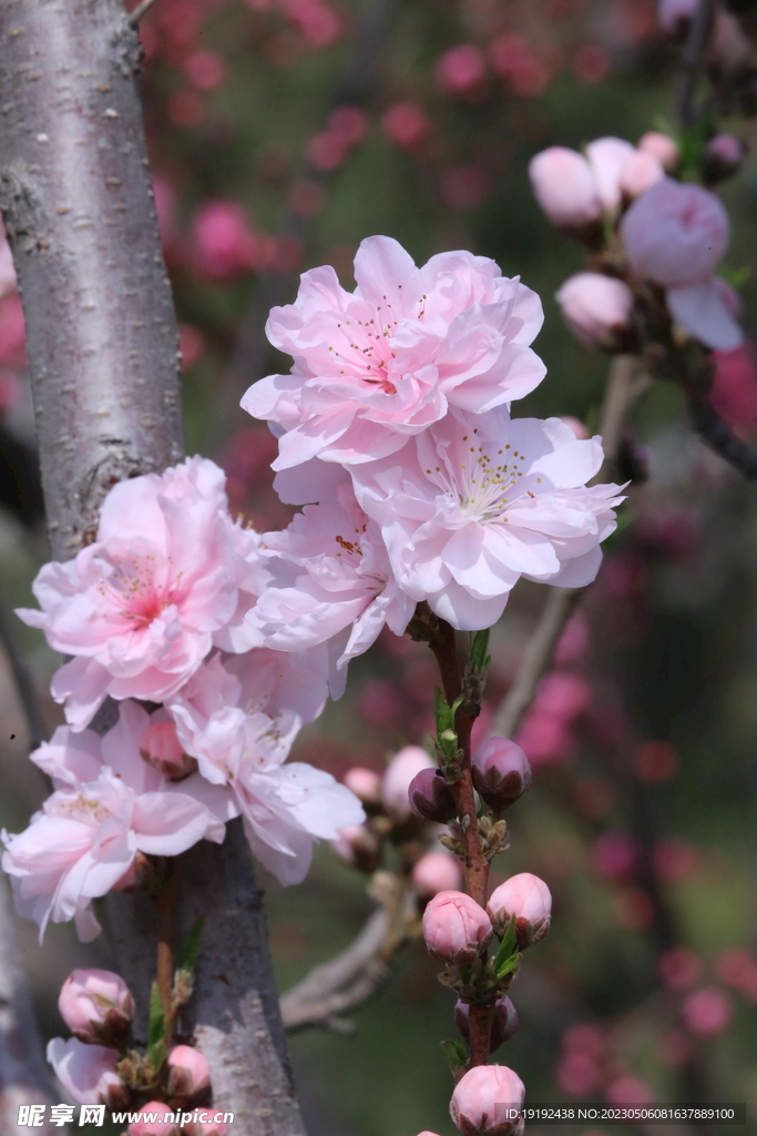 碧桃花 