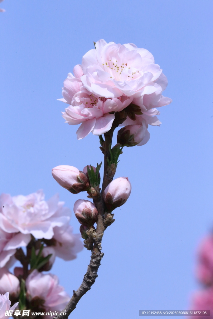 碧桃花 