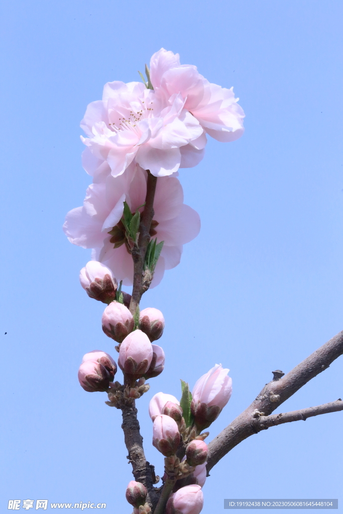 碧桃花 