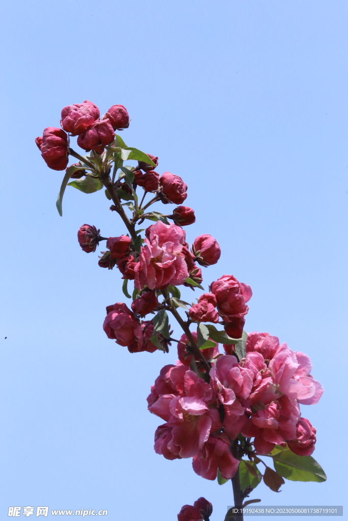 海棠花