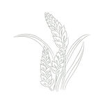 麦穗