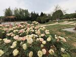 月季花园