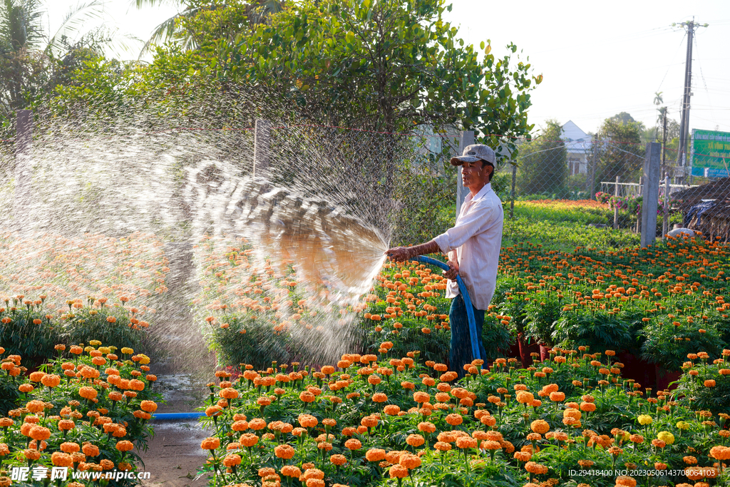 菊花浇水