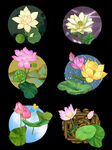 荷花 