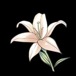 百合花 