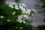 一簇小白花朵