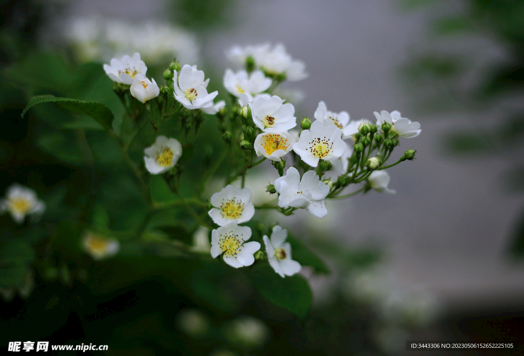 一簇小白花朵