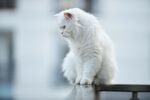 白色小猫