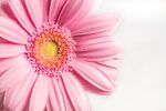雏菊