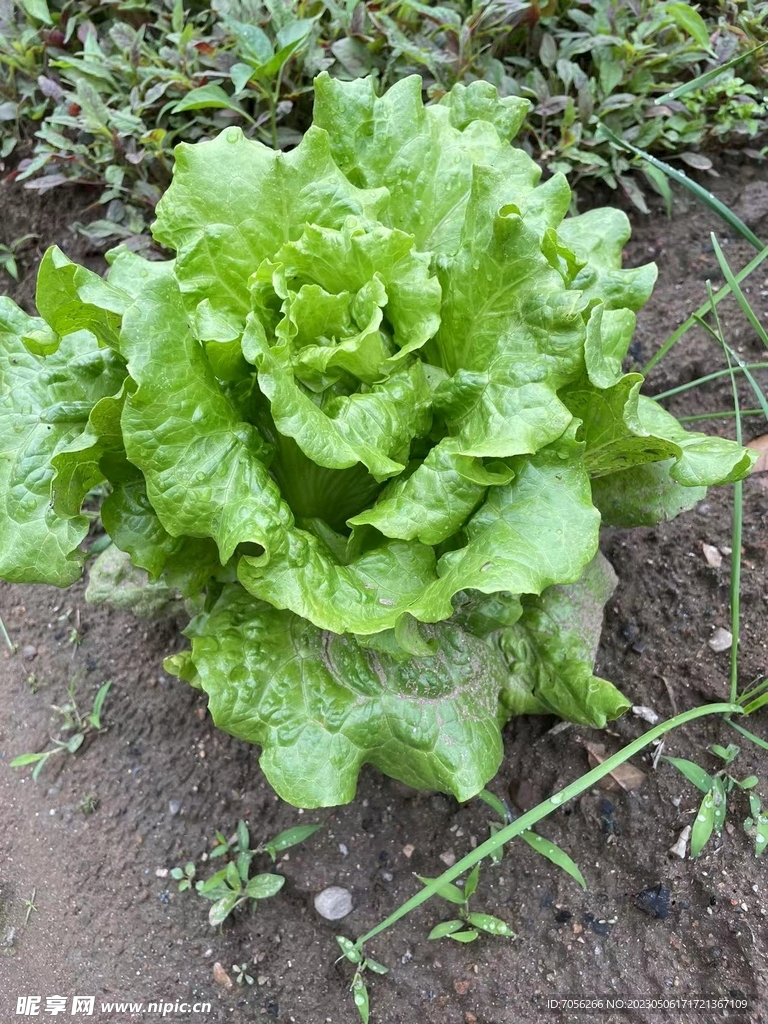 蔬菜   生菜