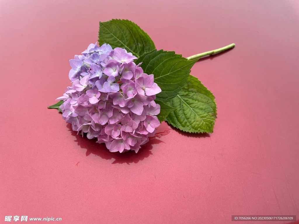 绣球花