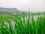 水岸