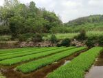 稻田