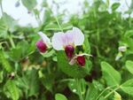 豌豆