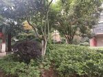 小区绿化