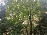 小区绿化